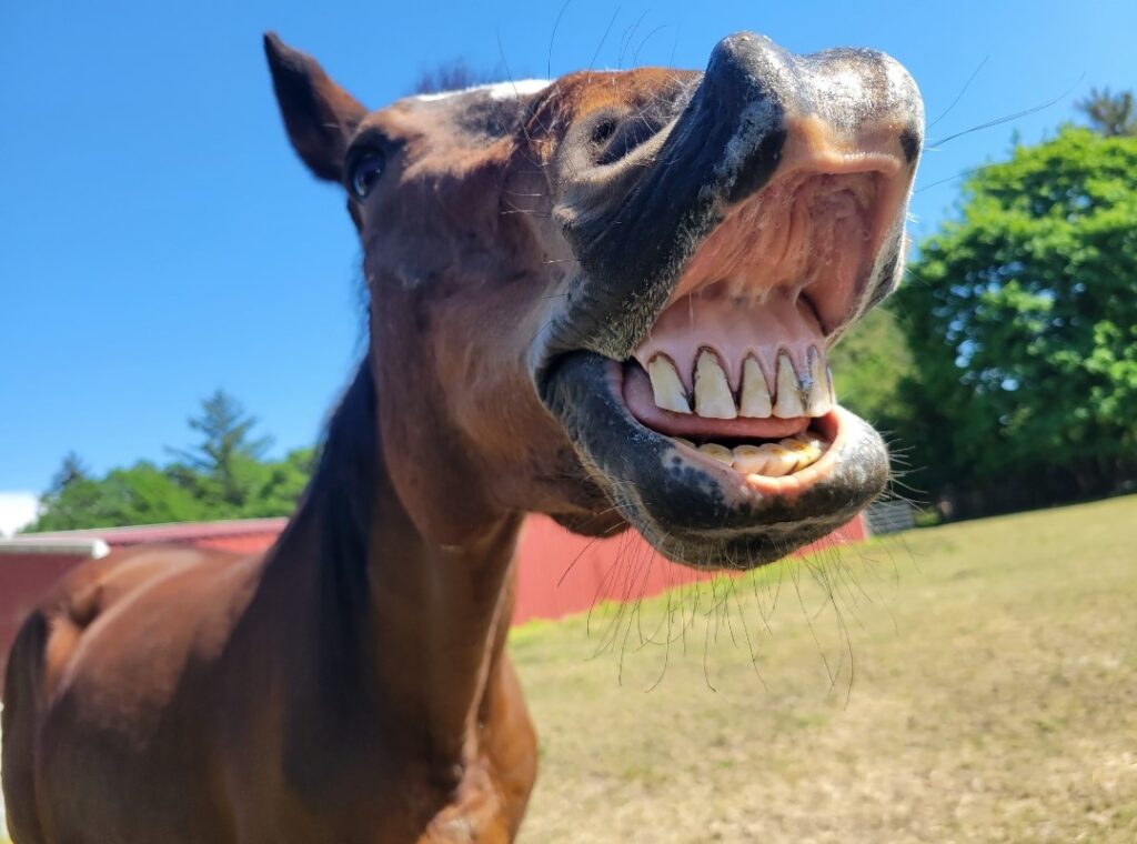 smiling horse